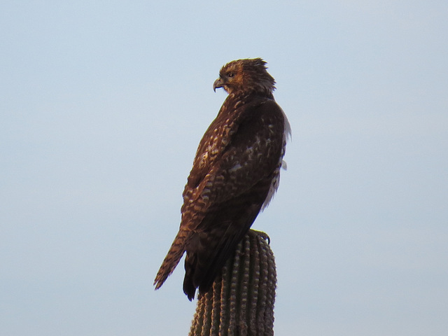 Desert Hawk