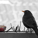 Herr Amsel am Apfel