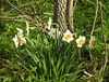 Day 3, Daffodils (Narcissi?) growing wild, Pt Pelee
