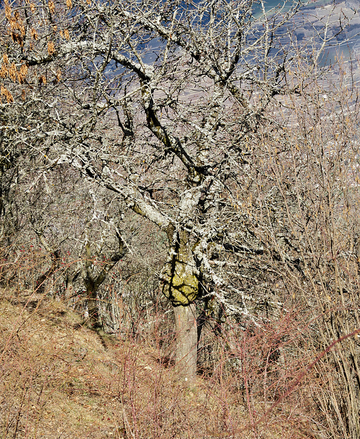 les arbres fruitiers délaissés...