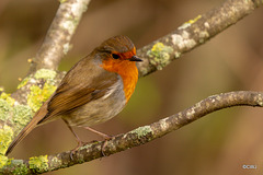 The Gazebo Robin pitched up today with a mate!