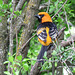 Day 7, Altamira Oriole