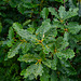 Wet Oak leaves