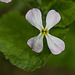 20210902 4379VRMw [D~LIP] Rettich (Raphanus sativus), Bad Salzuflen