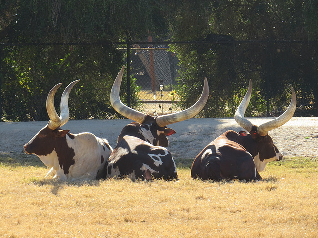 Watusi Cattle