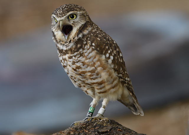 Burrowing Owl