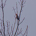 Waxwing
