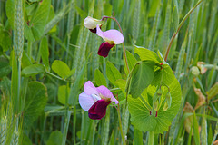 Wald-Platterbse - (Lathyrus sylvestris) in einem Getreidefeld