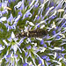 20230722 2786CPw [D~LIP] Flachblättriger Mannstreu (Eryngium planum), Wollhaarkäfer (Dasytes agg), Bad Salzuflen