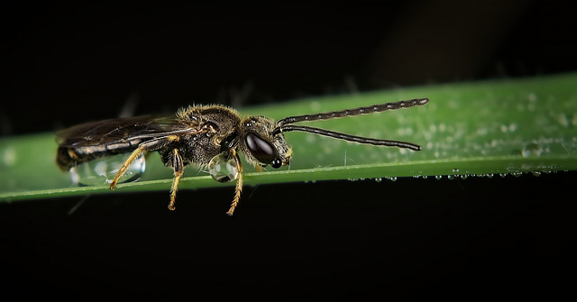 Die Furchenbiene (Halictus) mit ihren Regenperlen :)) The furrow bees (Halictus) with their raindrops :)) L'abeille sillonneuse (Halictus) avec ses gouttes de pluie :))