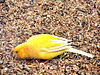 Canary In A Cage
