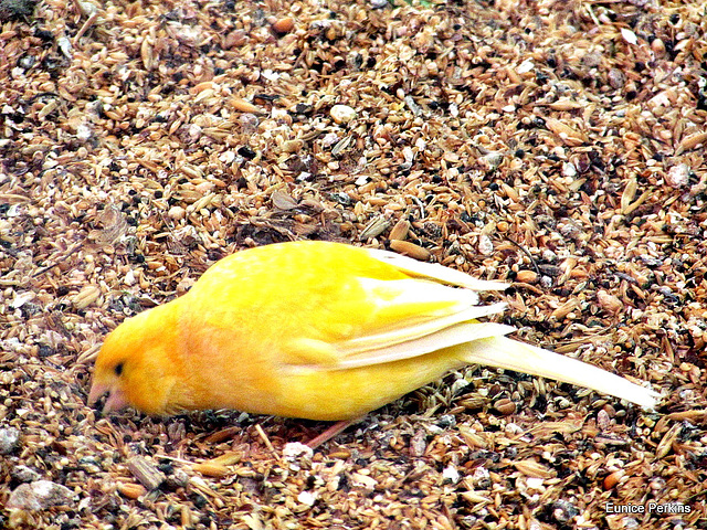 Canary In A Cage