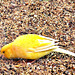 Canary In A Cage