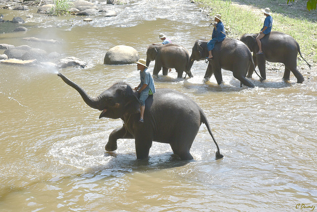 Heureux comme un éléphant dans l'eau !