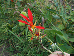 DSCN1421 - birí, cana-irí ou cana-da-índia Canna indica var. coccinea, Cannaceae