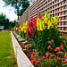 Colourful snap dragons