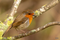 The Gazebo Robin pitched up today with a mate!