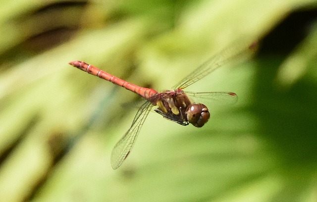 Heidelibelle im Flug