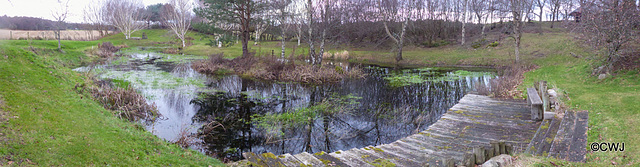 The Pond