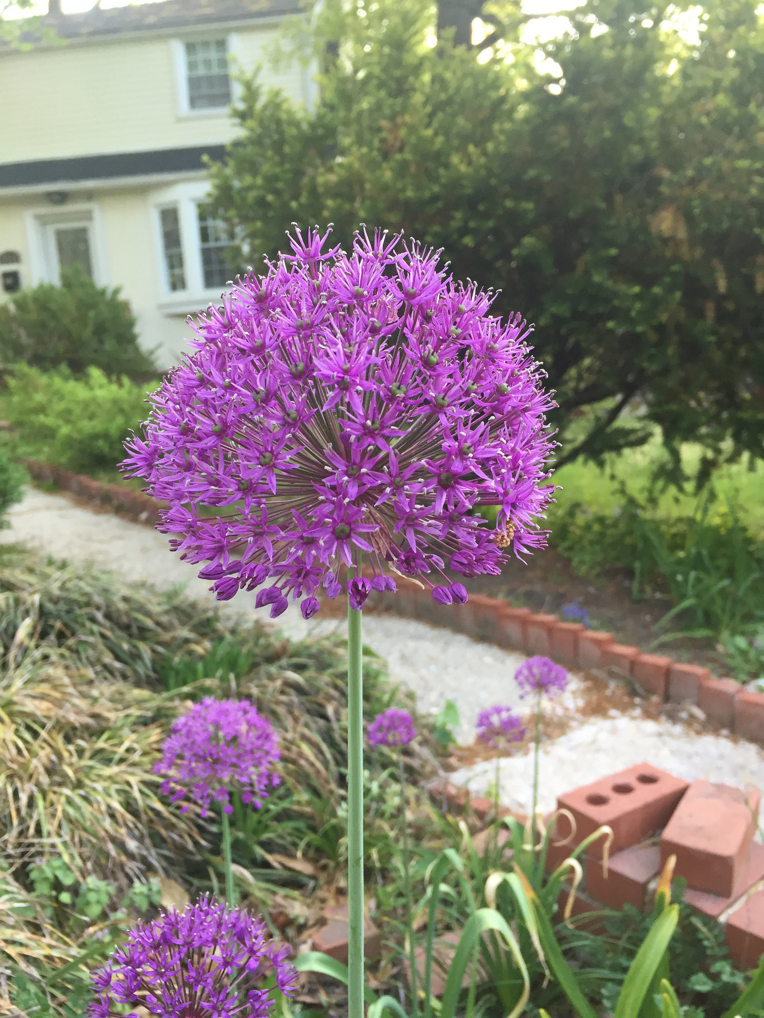 purple allium