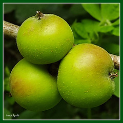 Manzanas verdes