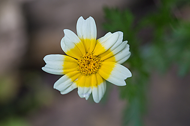 20210902 4380VRMw [D~LIP] Kronenwucherblume (Glebionis coronaria), Bad Salzuflen