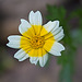 20210902 4380VRMw [D~LIP] Kronenwucherblume (Glebionis coronaria), Bad Salzuflen