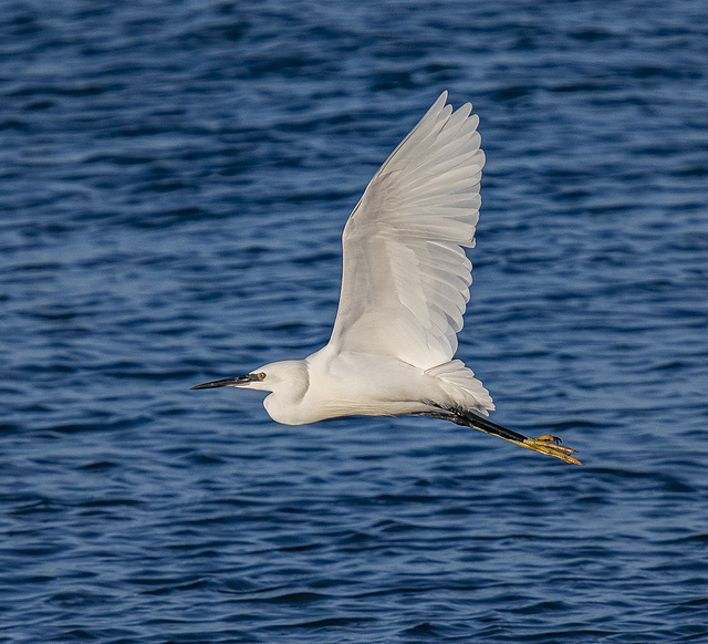 Little egret