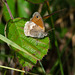 Small Heath Butterfly-7142