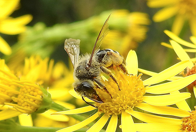 20230722 2787CPw [D~LIP] Jakops-Greiskraut, Bindensandbiene (Andrena flavipes), BS