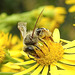 20230722 2787CPw [D~LIP] Jakops-Greiskraut, Bindensandbiene (Andrena flavipes), BS