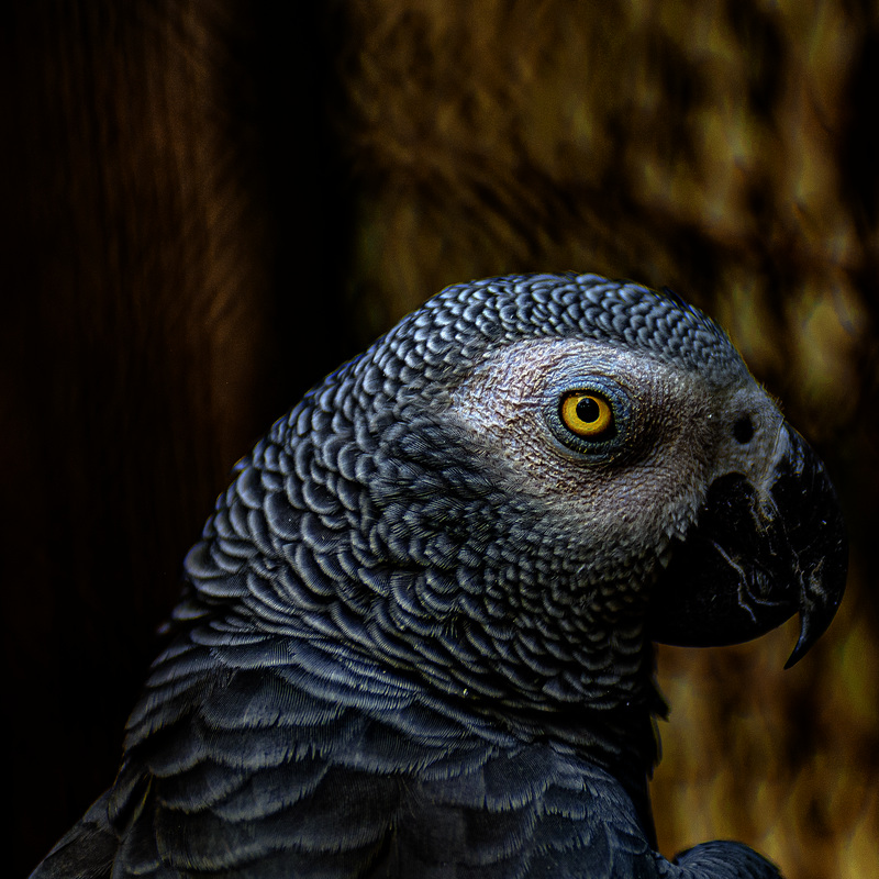 20240908_halberstadt tiergarten (d800+d2x)