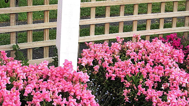 Fence Decoration.