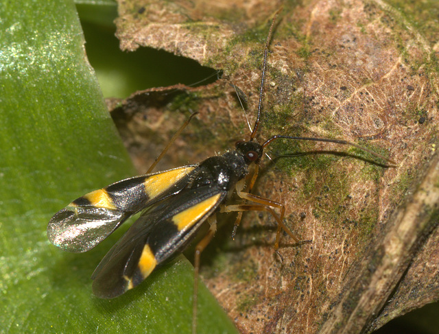 IMG 4968Dryophilocoris flavoquadrimaculatus Perival Nature Reserve 30th May 2015Canon550