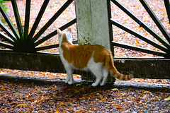 Cat and fence