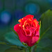 Rose 24/50 : La rose en bleu