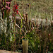 Spiranthes odorata (Fragrant Ladies'-tresses orchid) in the Bog Garden