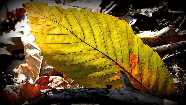 Feuille en lumière