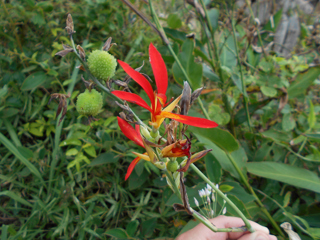 SCN1422 - birí, cana-irí ou cana-da-índia Canna indica var. coccinea, Cannaceae