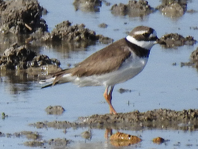 20170518 1564CPw [A+H] Sandregenpfeifer (Charadrius hiaticula), Neusiedler See