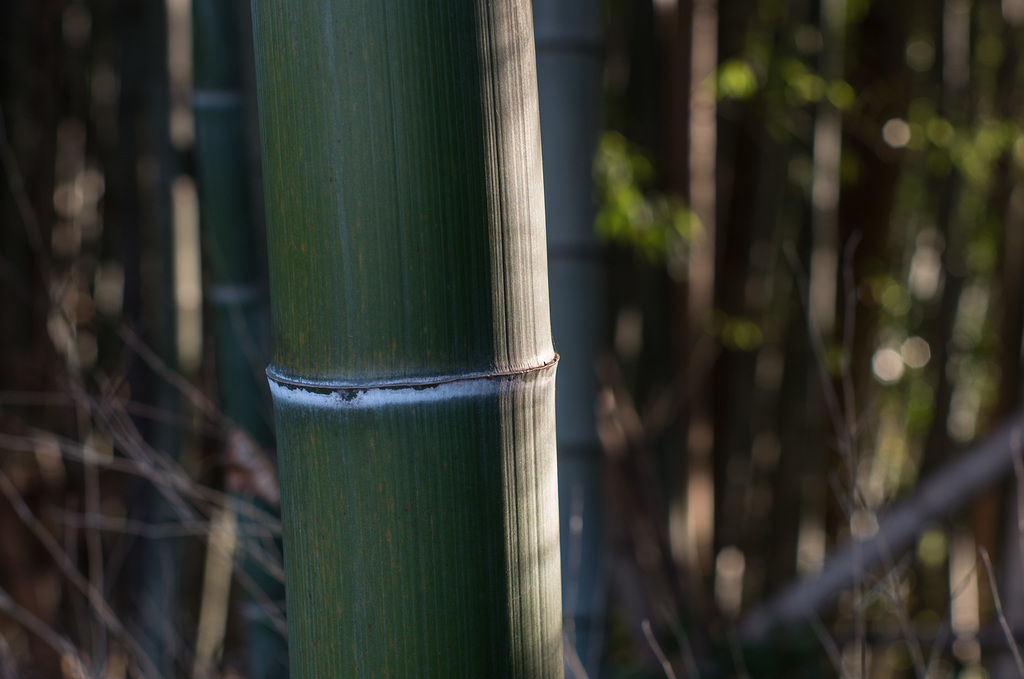 In the bamboo grove