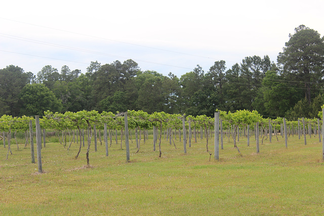 Grape Vines.... photo # 2