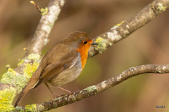 The Gazebo Robin pitched up today with a mate!