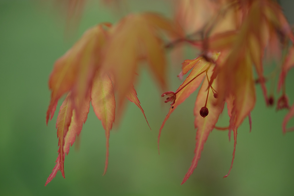 DSCF4296