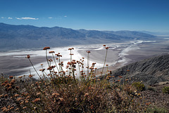 Eriogonum fasciculatum, Caryophyllales, Death Valley USA L1010821