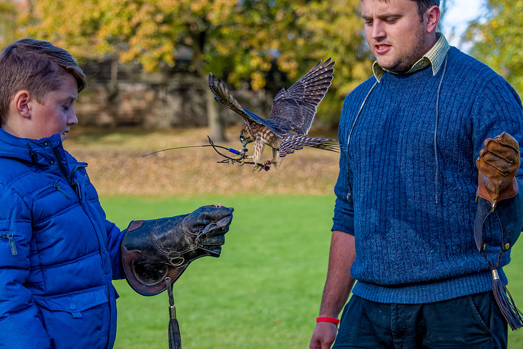 Merlin coming into land