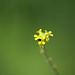 Hedge mustard (Sisymbrium officinale)