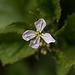 20210902 4381VRMw [D~LIP] Rettich (Raphanus sativus), Bad Salzuflen