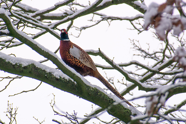 Pheasant up a tree!