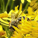 20230722 2788CPw [D~LIP] Jakops-Greiskraut, Bindensandbiene (Andrena flavipes), BS